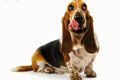 Пижон салон груминга - иконка «для собак» в Смидовиче